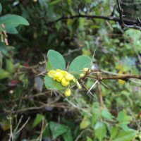 Berberis ceylanica C.K.Schneid.